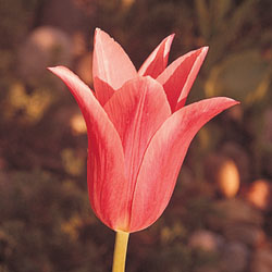 lilje tulipaner